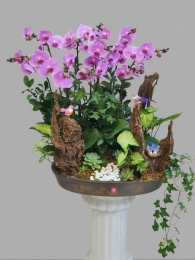 Chậu cây lan hồ điệp MS390