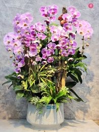 Chậu cây lan hồ điệp MS644