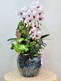 Chậu cây lan hồ điệp MS600