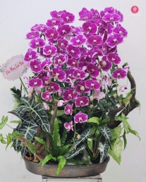 Chậu cây lan hồ điệp MS689