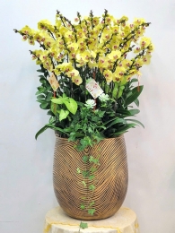 Chậu cây lan hồ điệp MS649