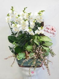 Chậu cây lan hồ điệp MS393