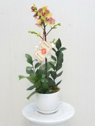 Chậu cây lan hồ điệp MS267