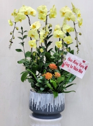 Chậu cây lan hồ điệp MS279