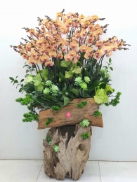Chậu cây lan hồ điệp MS174