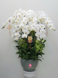 Chậu cây lan hồ điệp MS0510.234