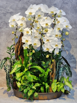 Chậu cây lan hồ điệp GN MS 47