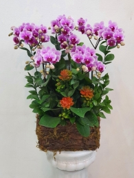 Chậu cây lan hồ điệp MS290
