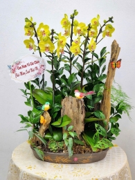 Chậu cây lan hồ điệp MS623