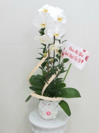 Chậu cây lan hồ điệp MS137