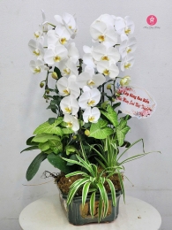 Chậu cây lan hồ điệp MS656