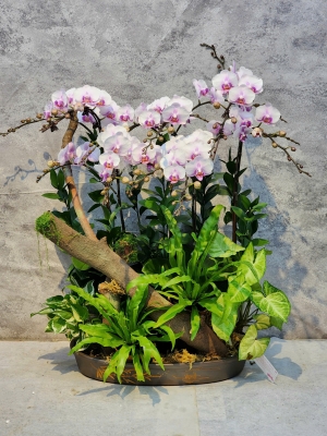 Chậu cây lan hồ điệp GN MS 31