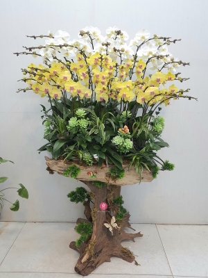 Chậu cây lan hồ điệp MS170
