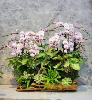 Chậu cây lan hồ điệp GN MS 27
