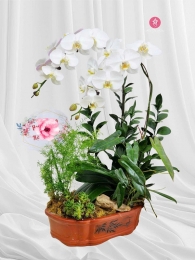 Chậu cây lan hồ điệp MS707