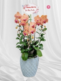 Chậu cây lan hồ điệp MS708