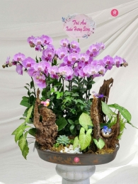 Chậu cây lan hồ điệp MS6451