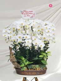 Chậu cây lan hồ điệp MS626