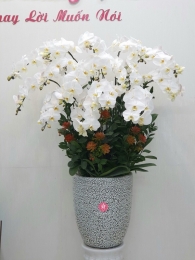 Chậu cây lan hồ điệp MS0715.238