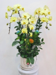 Chậu cây lan hồ điệp MS398