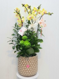 Chậu cây lan hồ điệp MS245