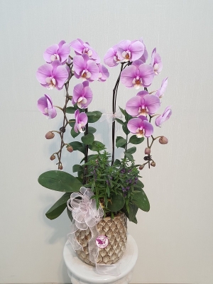 Chậu cây lan hồ điệp MS02