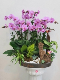 Chậu cây lan hồ điệp MS391