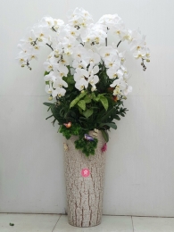 Chậu cây lan hồ điệp MS1010.228