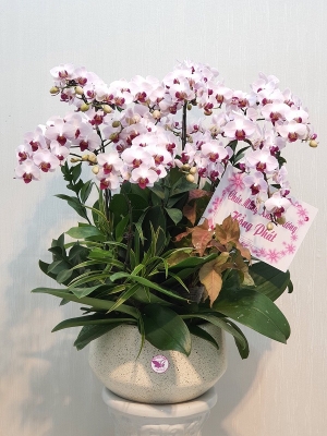 Chậu cây lan hồ điệp MS65