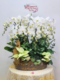 Chậu cây lan hồ điệp MS617