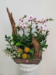 Chậu cây lan hồ điệp MS395