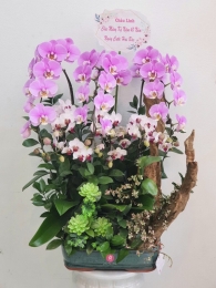 Chậu cây lan hồ điệp MS394