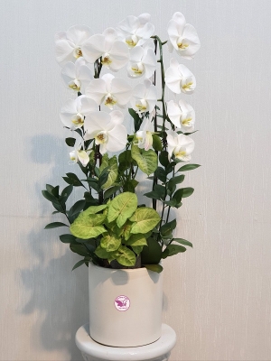 Chậu cây lan hồ điệp MS73