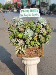 Giỏ sen đá MS19