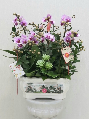 Chậu cây lan hồ điệp MS0306.219