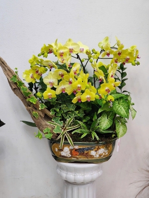 Chậu cây lan hồ điệp MS606
