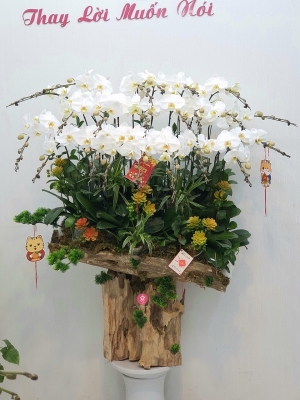 Chậu cây lan hồ điệp MS176