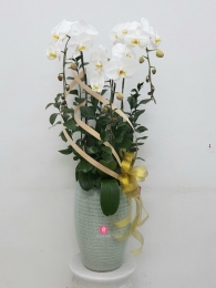 Chậu cây lan hồ điệp MS145