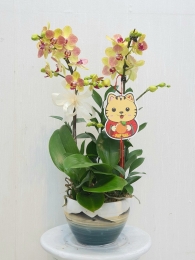 Chậu cây lan hồ điệp MS263