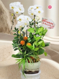 Chậu cây lan hồ điệp MS629