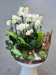 Chậu cây lan hồ điệp MS386
