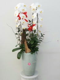 Chậu cây lan hồ điệp MS146