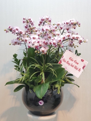 Chậu cây lan hồ điệp MS0508.66
