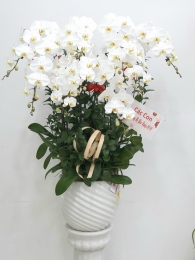 Chậu cây lan hồ điệp MS273