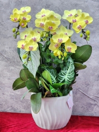 Chậu cây lan hồ điệp GN MS 14