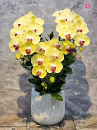 Chậu cây lan hồ điệp MS655