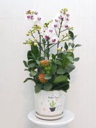 Chậu cây lan hồ điệp MS262
