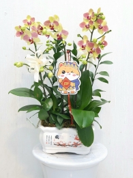 Chậu cây lan hồ điệp MS265