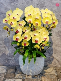 Chậu cây lan hồ điệp MS674