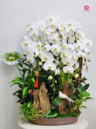 Chậu cây lan hồ điệp MS691